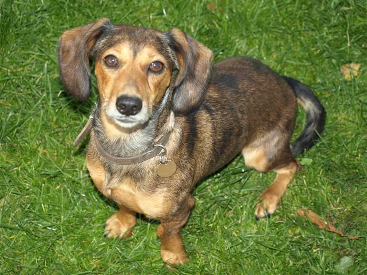 Blanding af racer Lady - ja ja jeg kan også sidde pænt billede 9