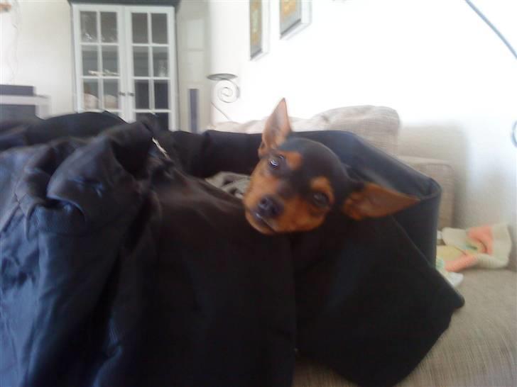 Blanding af racer CharlieSheen *Badboy* ( Himmelhund :'( ) - 7mdr og en dovenskid :P billede 4