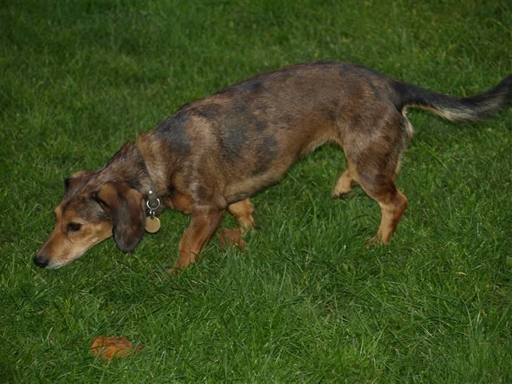 Blanding af racer Lady - uhmm her dufter godt billede 10