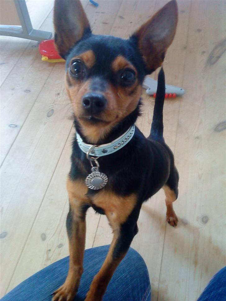 Blanding af racer CharlieSheen *Badboy* ( Himmelhund :'( ) billede 5