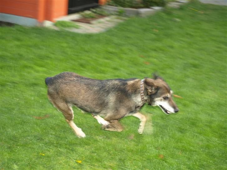 Blanding af racer Chili - selvom man er ved at være gamel er der stadig fart på billede 7