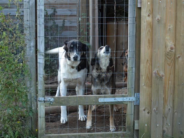 Blanding af racer Chili - luk os ud, luk os ud... kom nu  billede 8