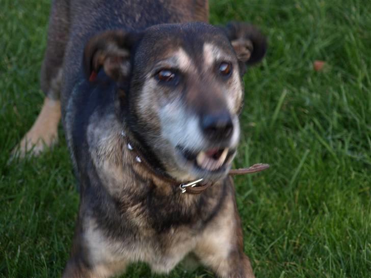 Blanding af racer Chili - vuf billede 9