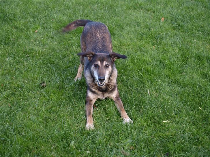 Blanding af racer Chili - smukke gamle grå hund billede 10