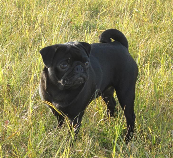 Mops Sydney billede 12