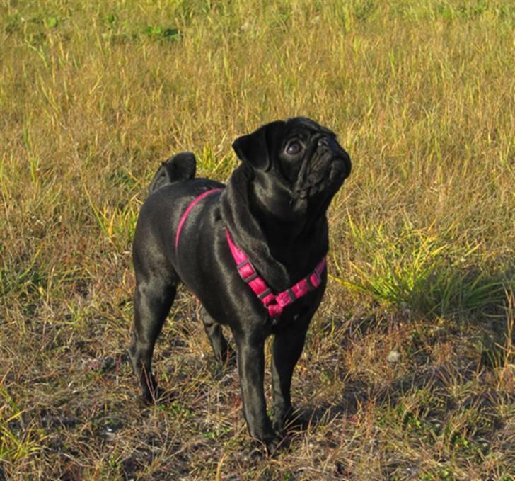 Mops Sydney billede 13