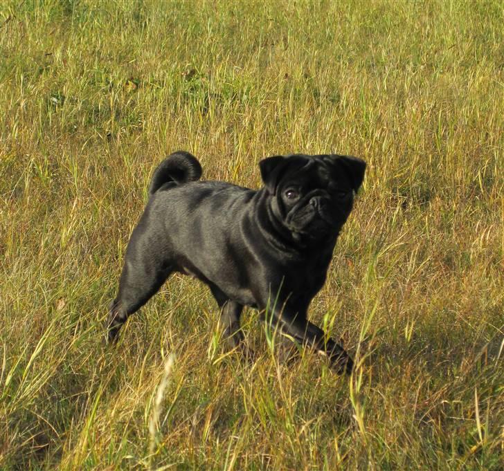 Mops Sydney billede 14