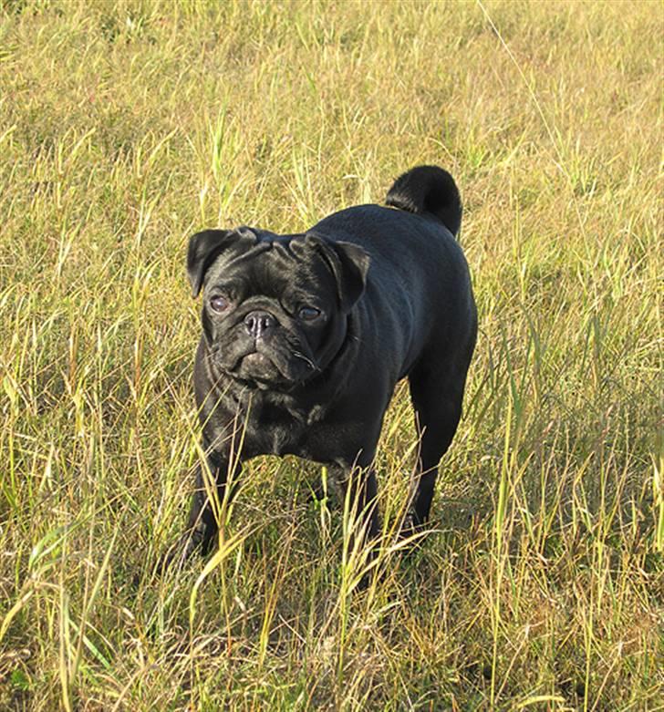 Mops Sydney billede 15