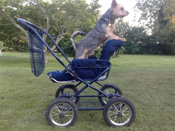 Yorkshire terrier Kurt - Det er hyggeligt, når der er nogen der gider at lave sjov og ballade sammen med mig billede 20