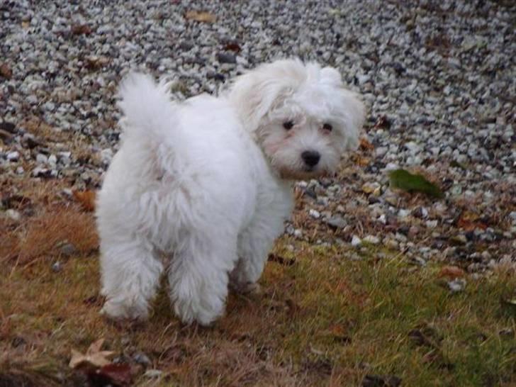 Malteser Malthe billede 1