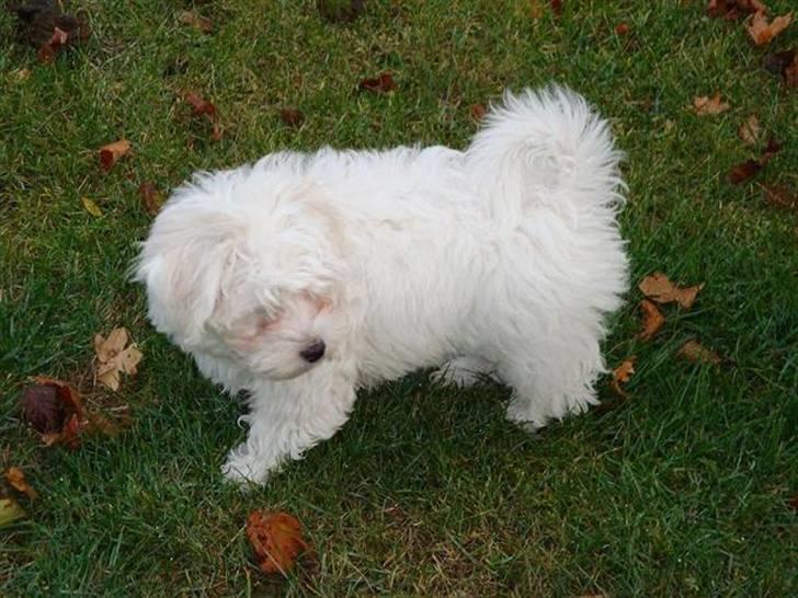 Malteser Malthe billede 2