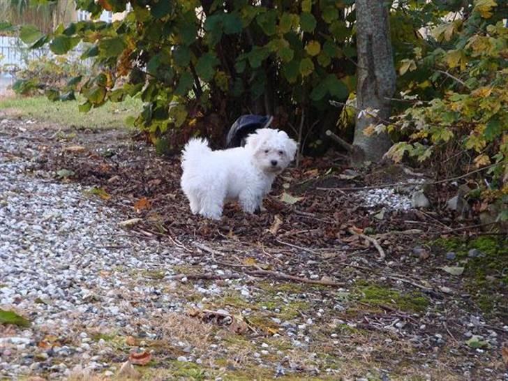 Malteser Malthe billede 3