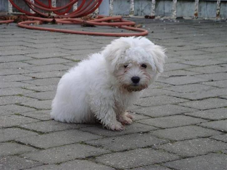 Malteser Malthe billede 4