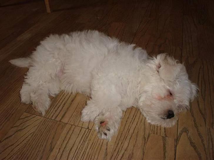 Malteser Malthe billede 5