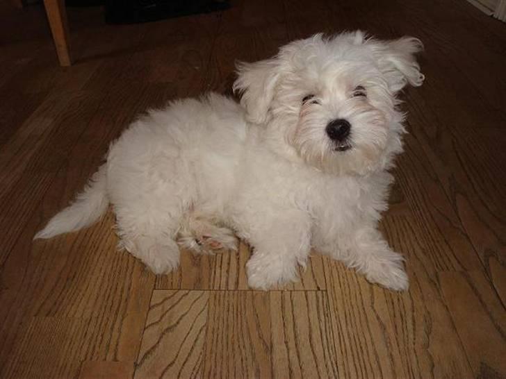 Malteser Malthe billede 6