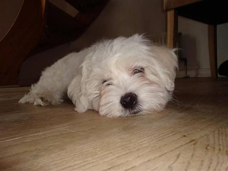 Malteser Malthe billede 7