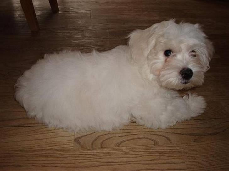 Malteser Malthe billede 8