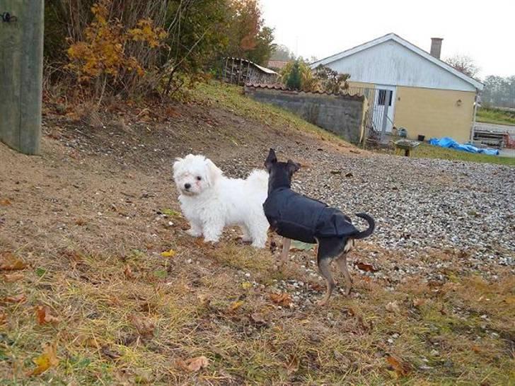 Malteser Malthe billede 9