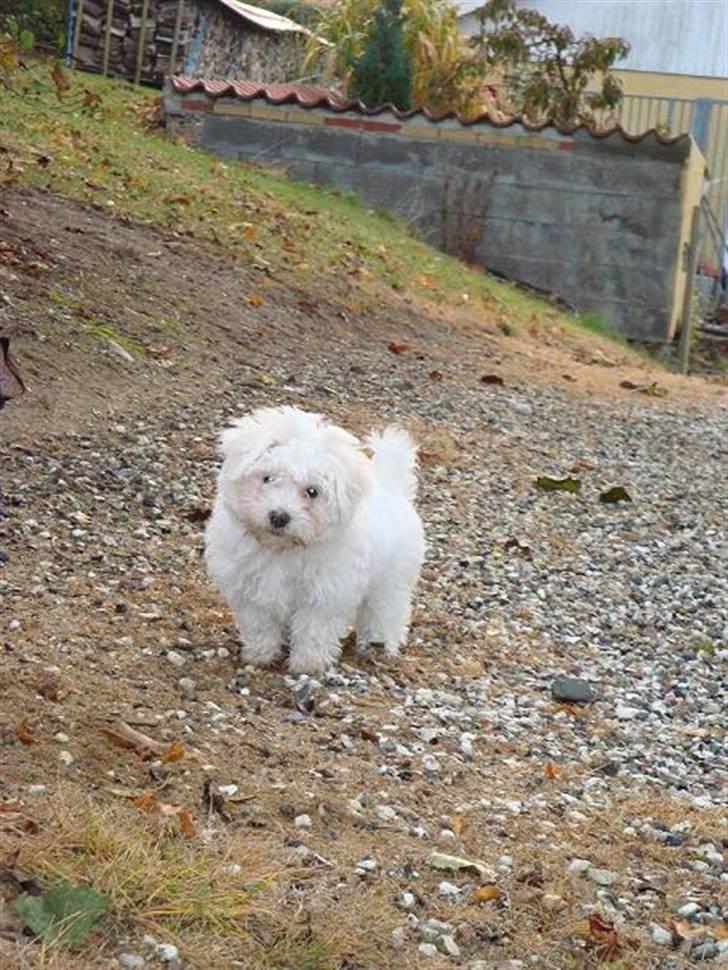 Malteser Malthe billede 10