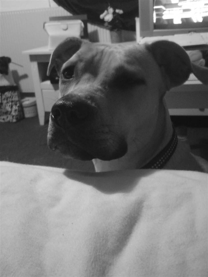 Amerikansk staffordshire terrier SOLLy billede 17