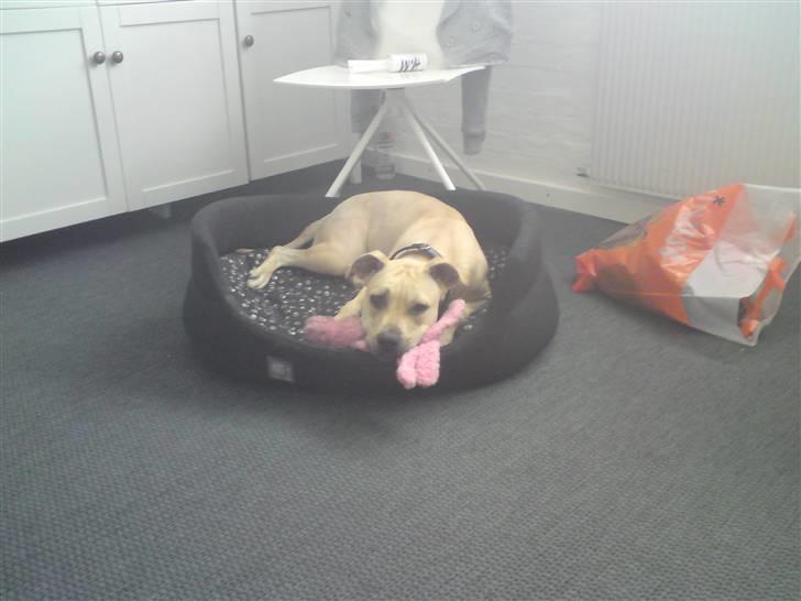 Amerikansk staffordshire terrier SOLLy billede 18