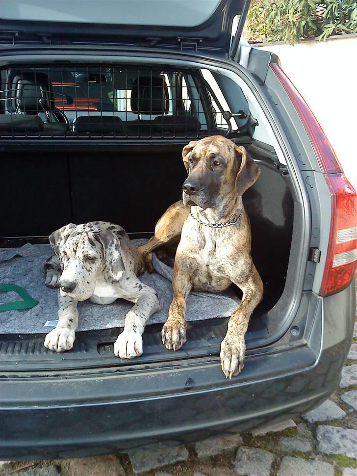 Grand danois max billede 6