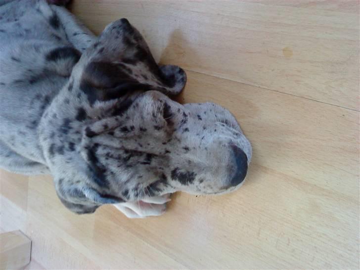 Grand danois max billede 8