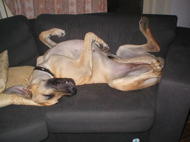 Grand danois Vanja billede 1