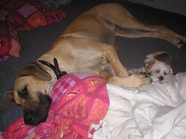 Grand danois Vanja billede 2