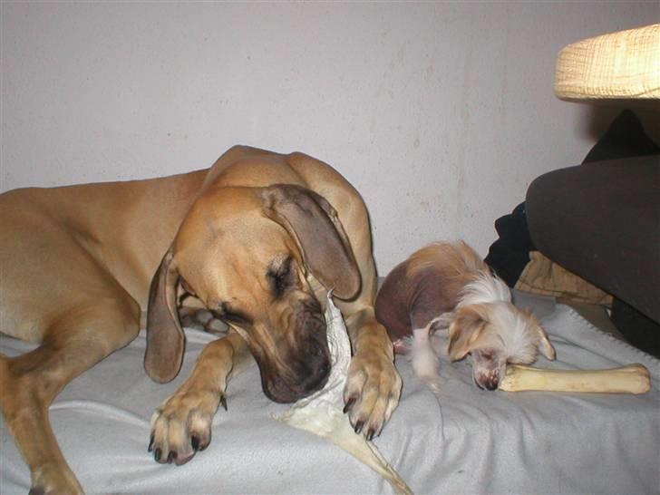 Grand danois Vanja billede 3