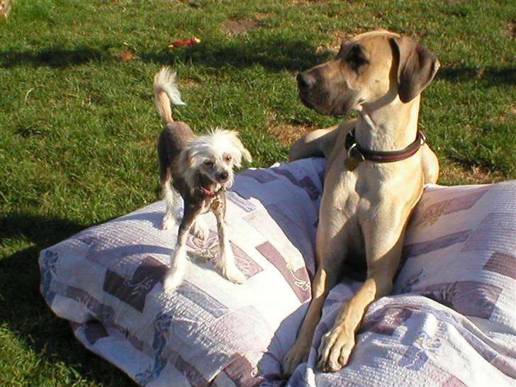 Grand danois Vanja billede 4