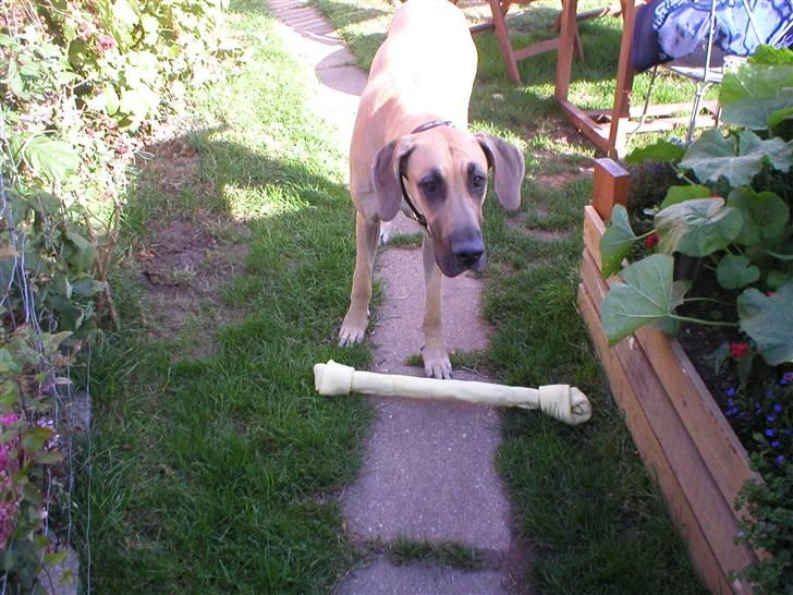 Grand danois Vanja billede 5