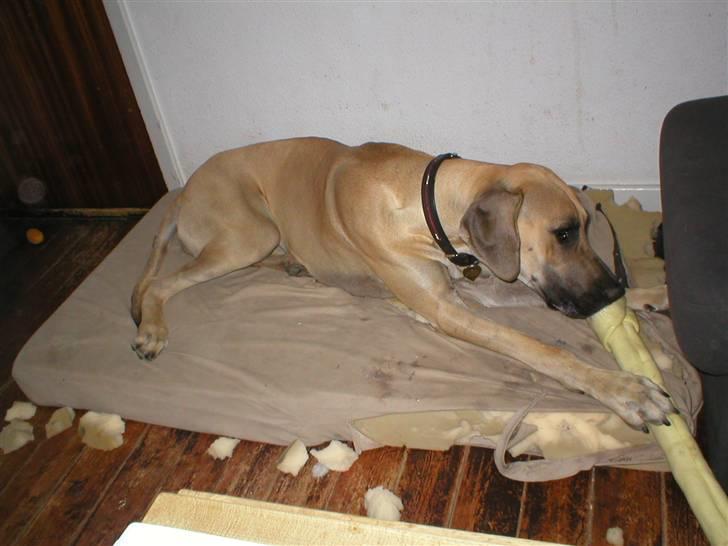 Grand danois Vanja billede 6