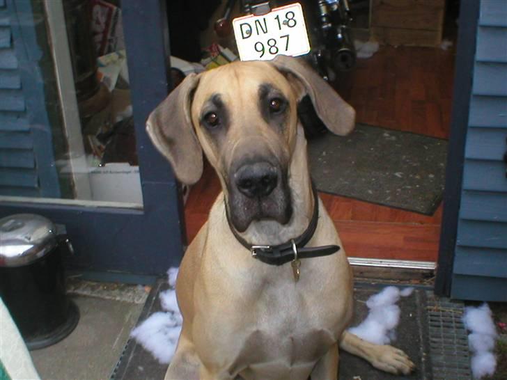 Grand danois Vanja billede 7