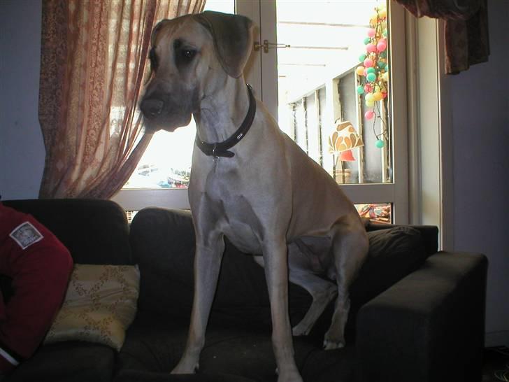 Grand danois Vanja billede 8