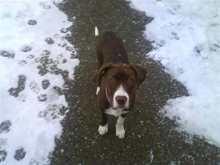 Blanding af racer Luna billede 9