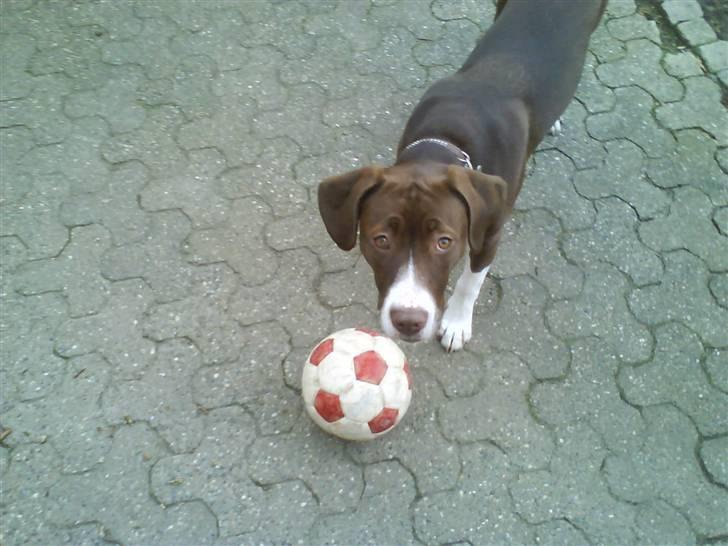 Blanding af racer Luna billede 10