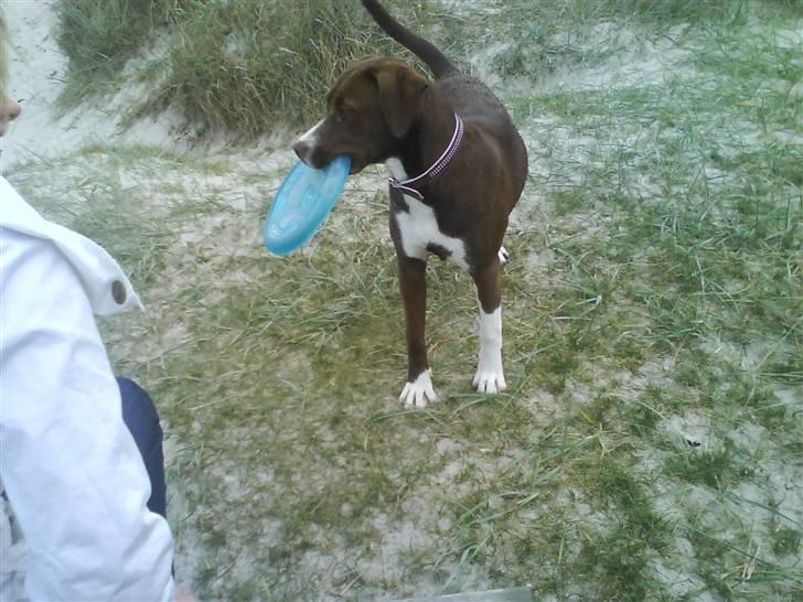 Blanding af racer Luna billede 11