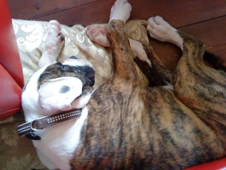 Amerikansk bulldog Hubert billede 7