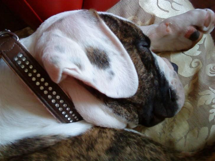 Amerikansk bulldog Hubert billede 8