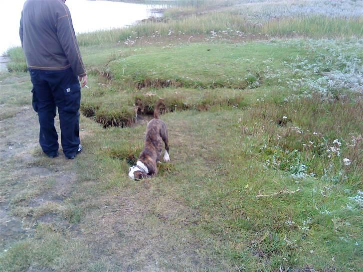 Amerikansk bulldog Hubert billede 9