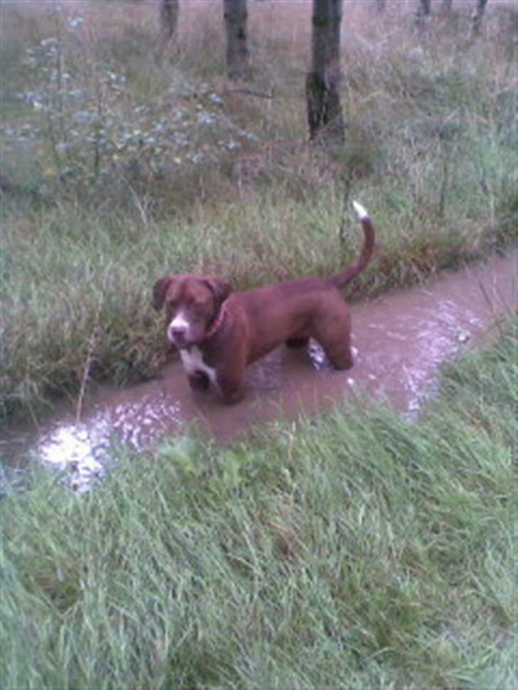 Blanding af racer Luna billede 12