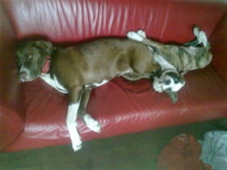 Blanding af racer Luna billede 13