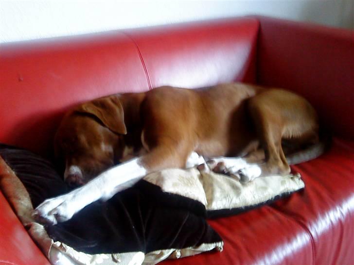 Blanding af racer Luna billede 14