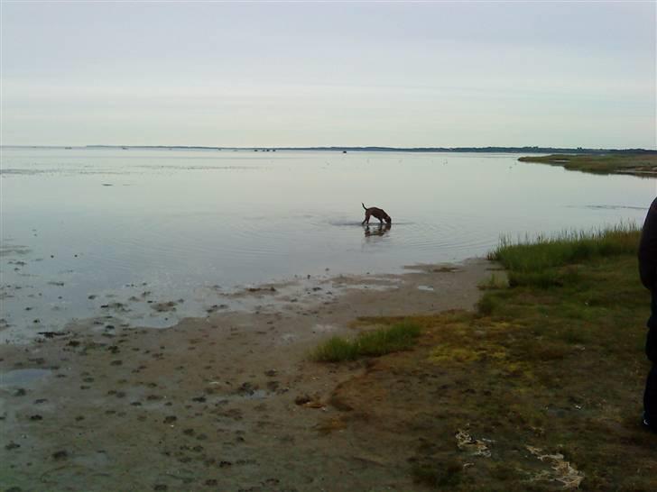 Blanding af racer Luna billede 15