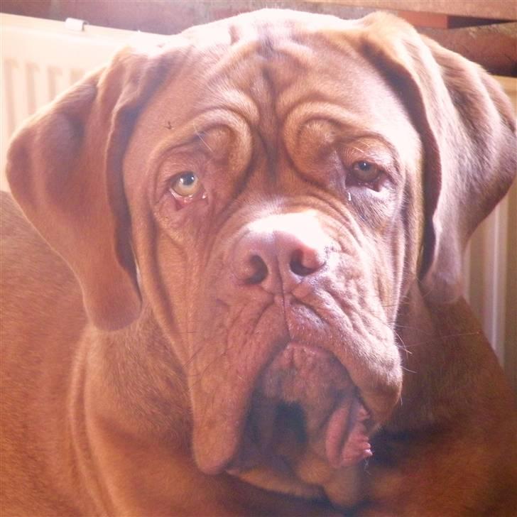 Dogue de bordeaux Anka (Himmelhund) billede 10