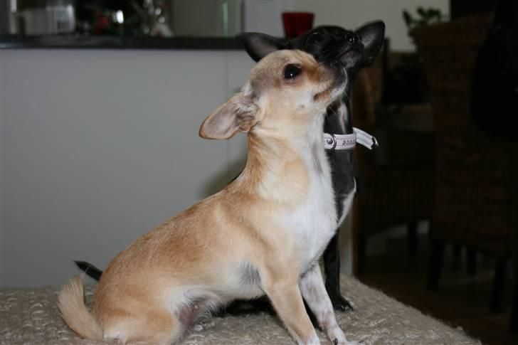 Chihuahua ***-Britney-*** billede 14