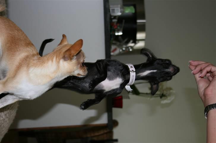 Chihuahua ***-Britney-*** billede 15