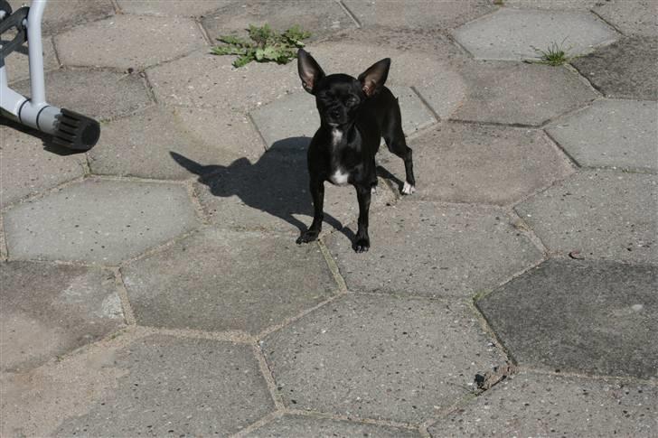 Chihuahua ***-Britney-*** billede 16