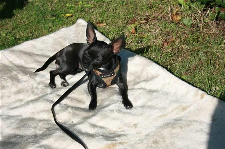 Chihuahua ***-Britney-*** billede 17